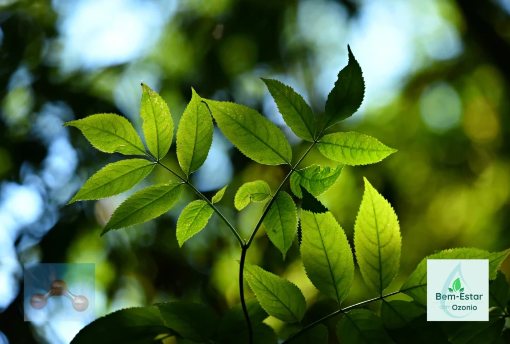 Plantas medicinais
